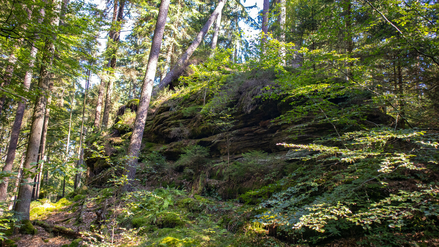 bewaldete Felsen beim Kühwoog auf der Kauert-Tour