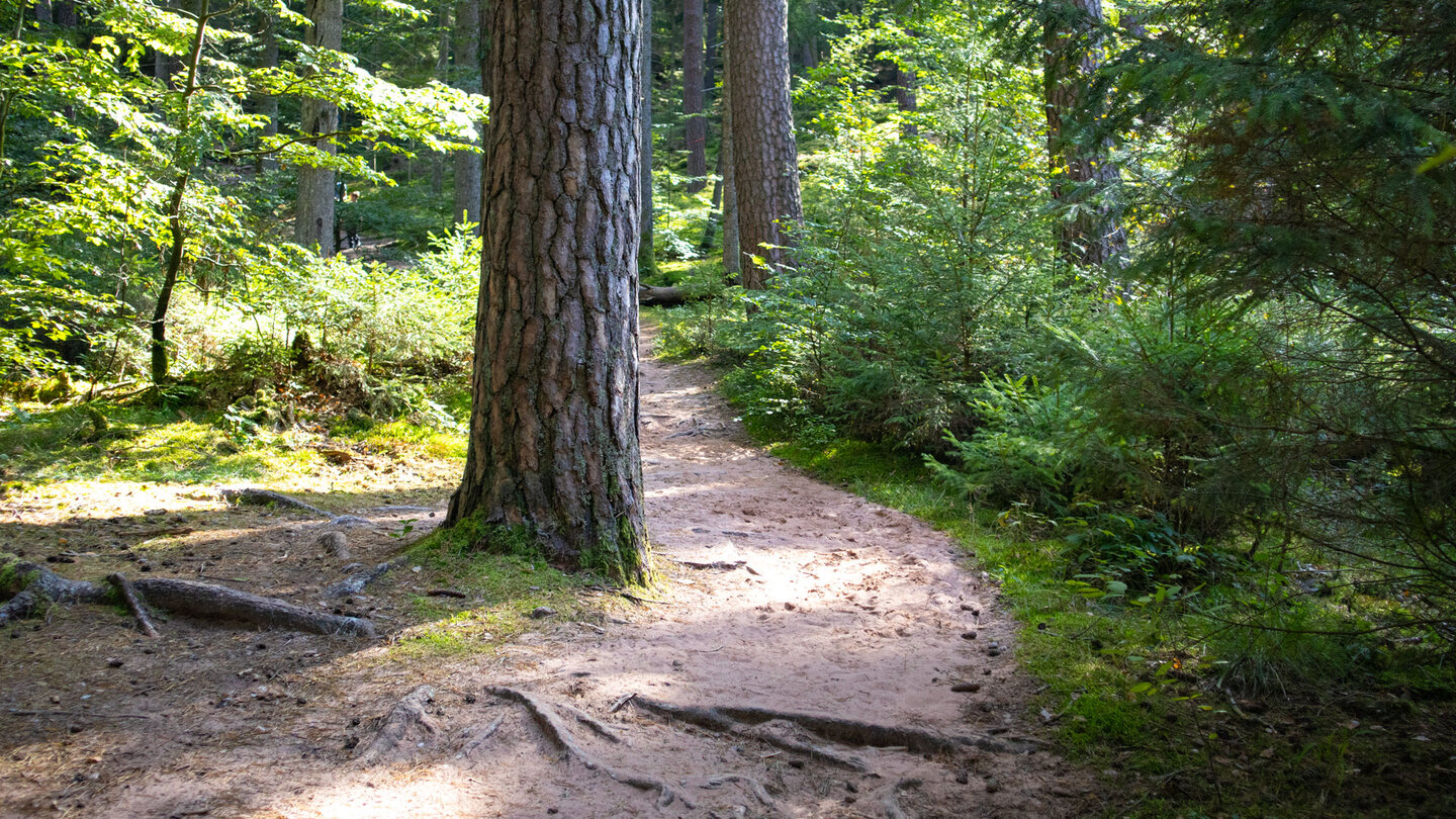 Wanderung auf sandigen Pfaden