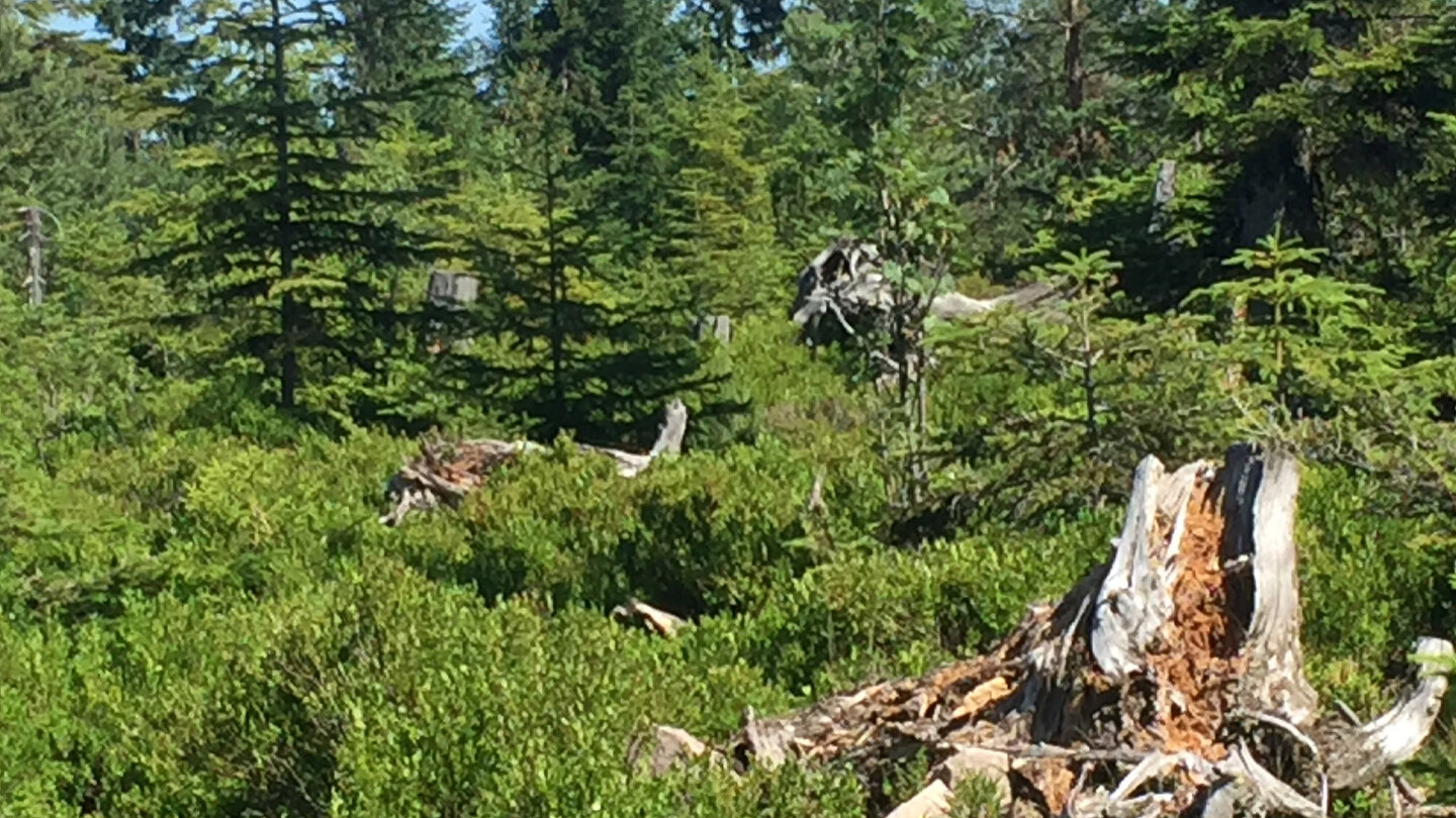 wilde Landschaft auf dem Westweg am Seekopf