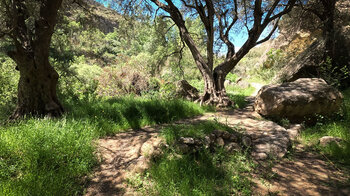 Alte Olivenbäume am oberen Teil des Barranco de la Luna bei Saleres