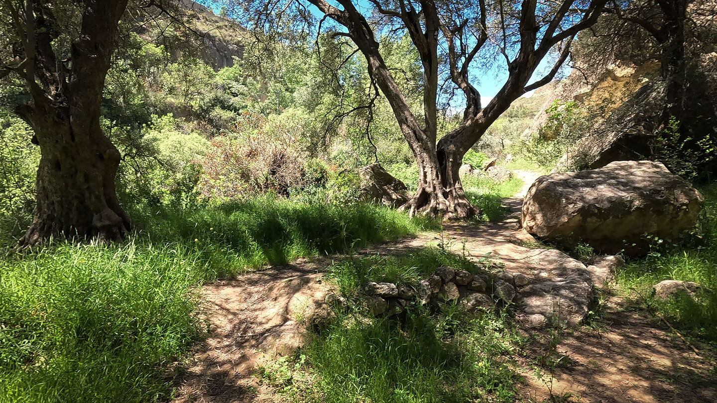 Alte Olivenbäume am oberen Teil des Barranco de la Luna bei Saleres Alte Olivenbäume am oberen Teil des Barranco de la Luna bei Saleres