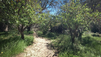 Orangenbäume am unteren Teil des Barranco de la Luna bei Saleres