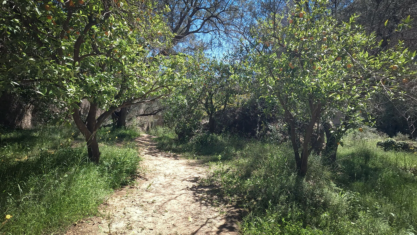 Orangenbäume am unteren Teil des Barranco de la Luna bei Saleres Orangenbäume am unteren Teil des Barranco de la Luna bei Saleres