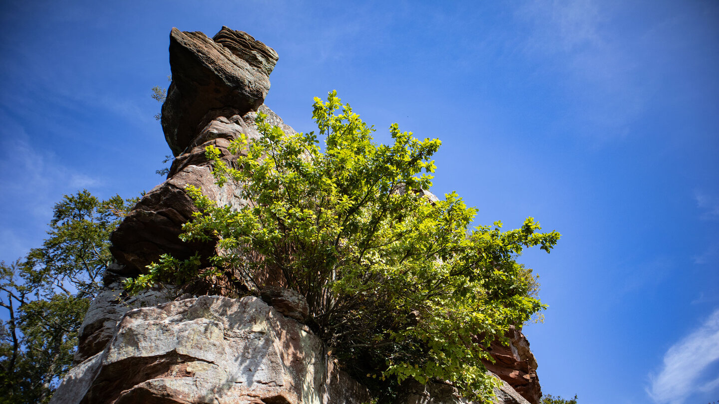 die Felsenburg Falkenstein die Felsenburg Falkenstein