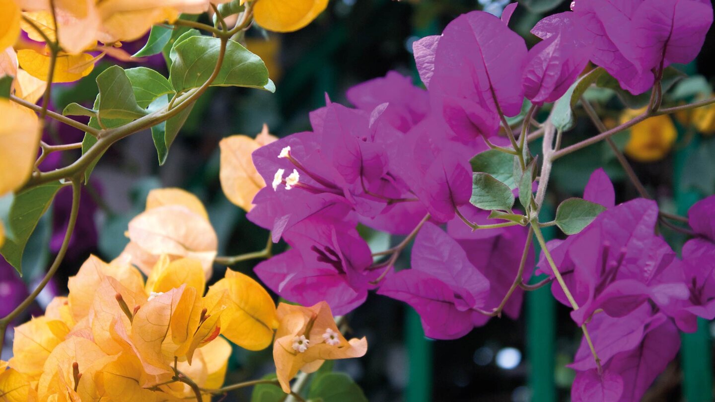 blühende Bougainvillea am Mirador de Haría auf Lanzarote