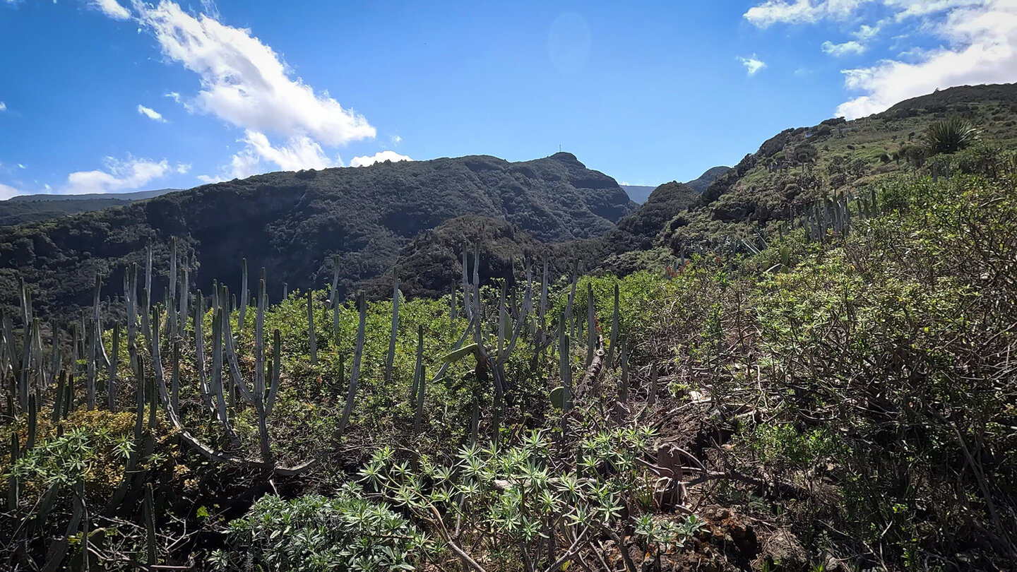 Vegetation an der Nordküste der Insel La Palma