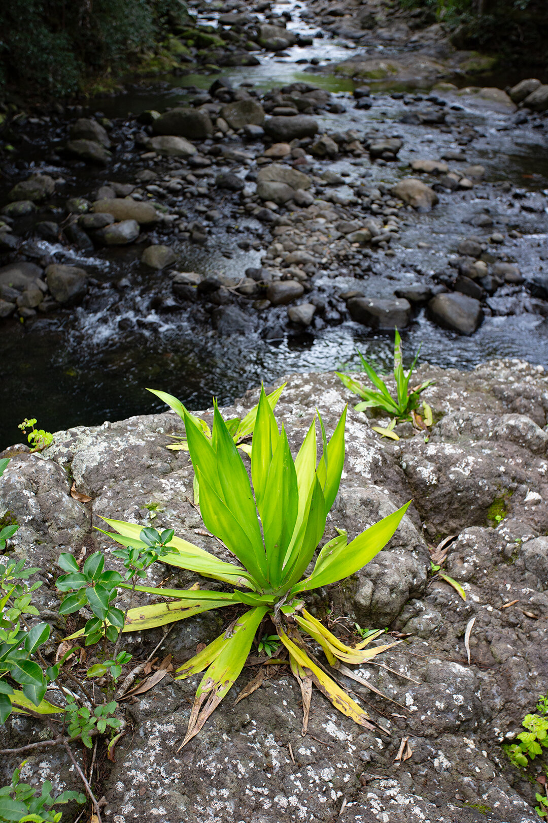 Flusslauf des Black River in Mauritius Flusslauf des Black River in Mauritius