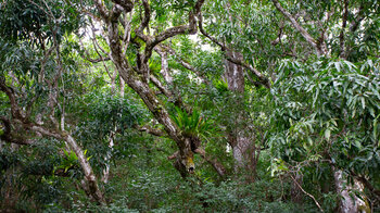 am Wanderweg des Black River Trail