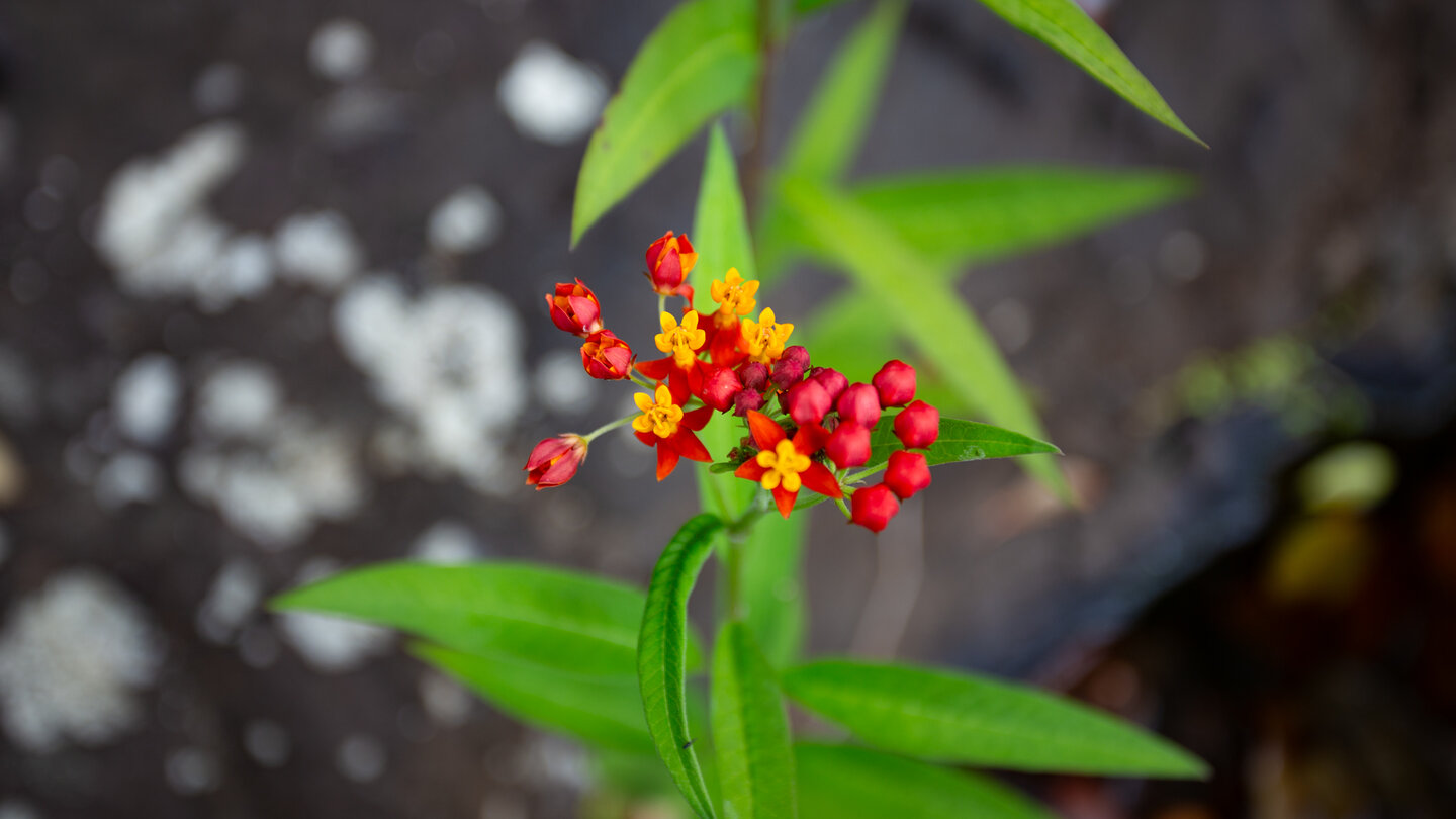 Indianer-Seidenpflanze (Asclepias curassavica), auch bekannt als Tropische Seidenpflanze Indianer-Seidenpflanze (Asclepias curassavica), auch bekannt als Tropische Seidenpflanze