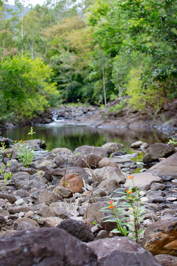 Wandern auf dem Black River Trail auf Mauritius