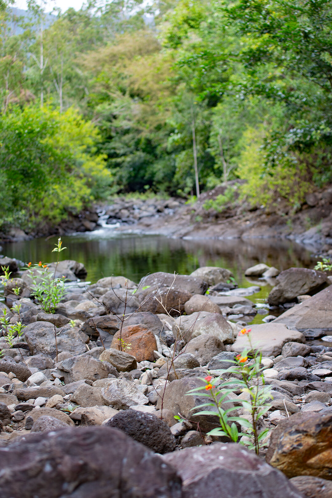 Wandern auf dem Black River Trail auf Mauritius Wandern auf dem Black River Trail auf Mauritius