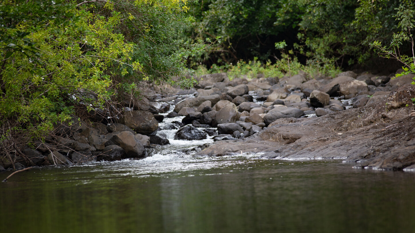 Wanderweg im Black River Nationalpark auf Mauritius Wanderweg im Black River Nationalpark auf Mauritius