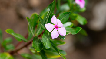 Madagaskar-Immergrün auf Mauritius