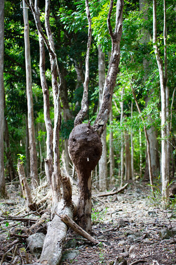 Termitennest am Baumstamm