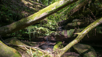 die Hexenklamm ist eine Felsenschlucht bei Pirmasens