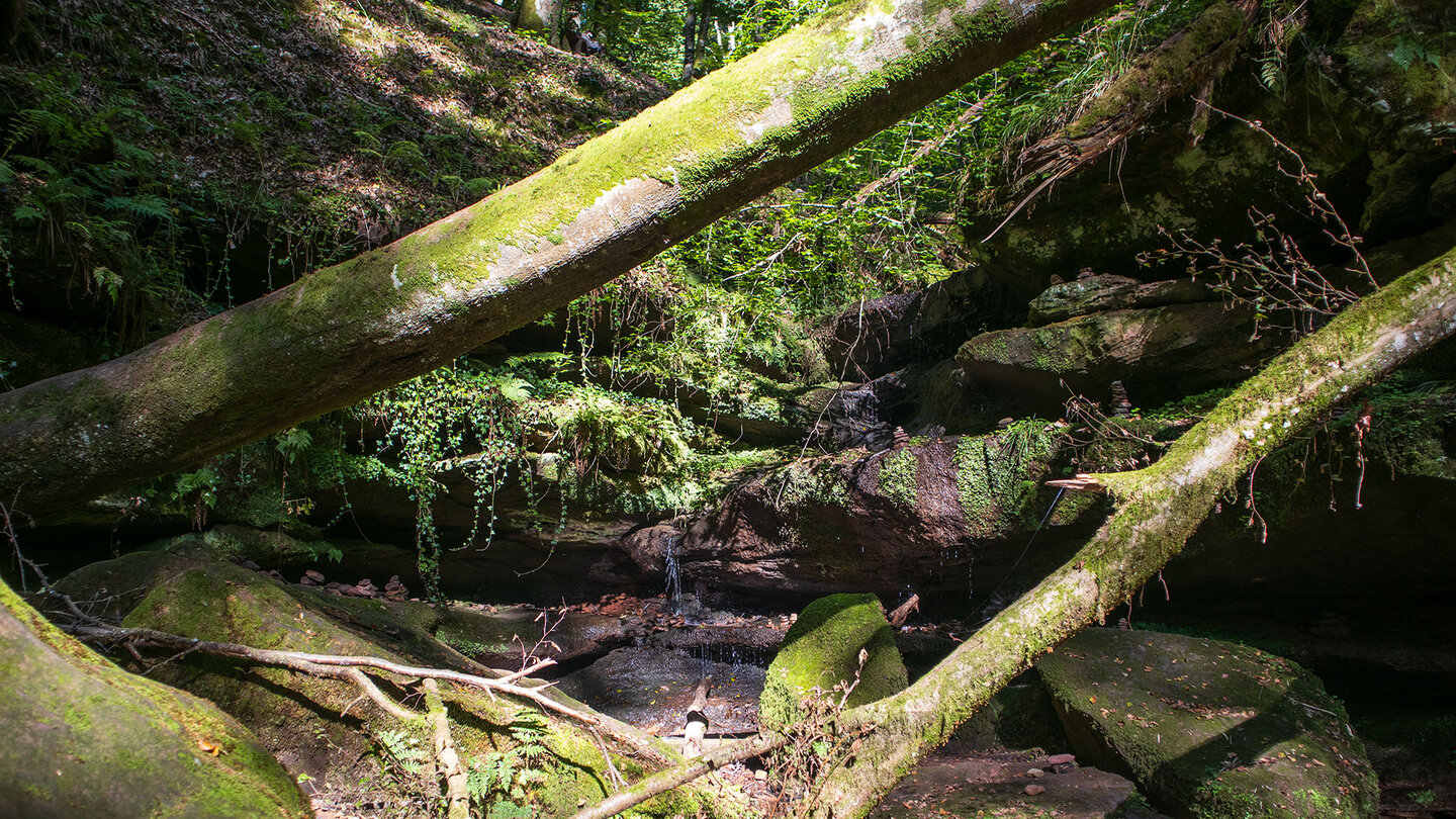 die Hexenklamm ist eine Felsenschlucht bei Pirmasens