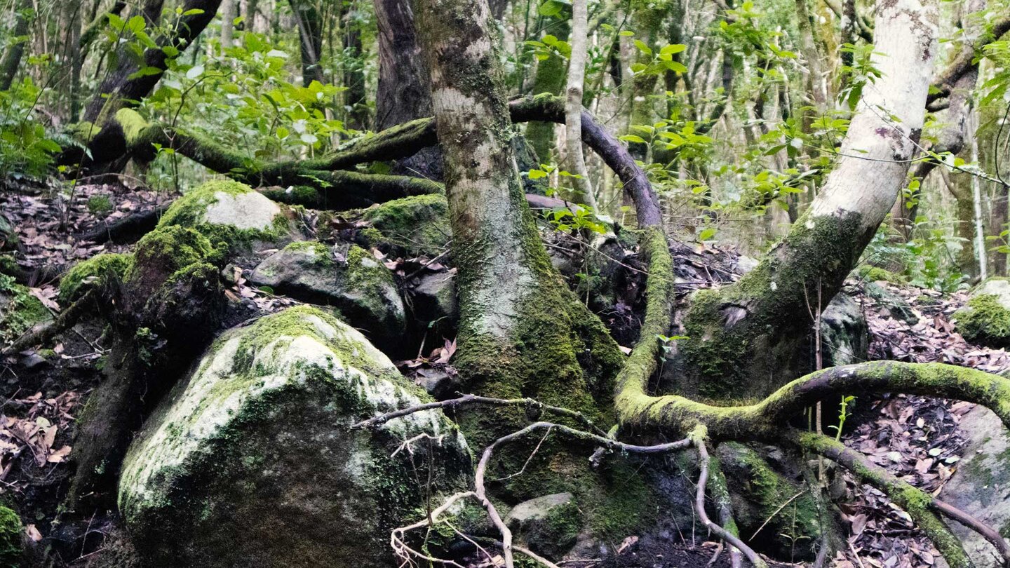 Blick auf den urwüchsigen Lorbeerwald am Wegesrand