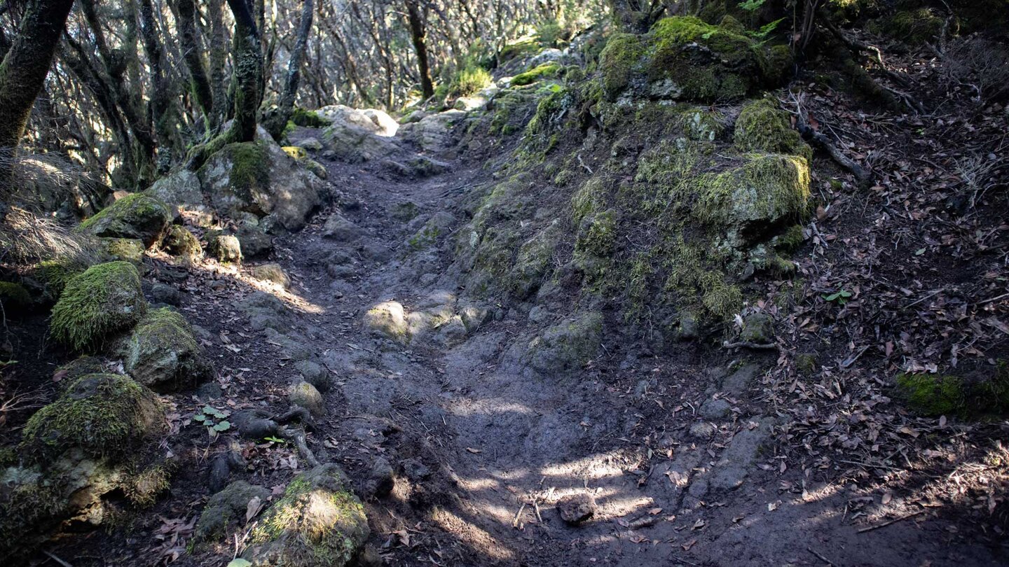 Wegpassage durch Baumheide-Buschwald