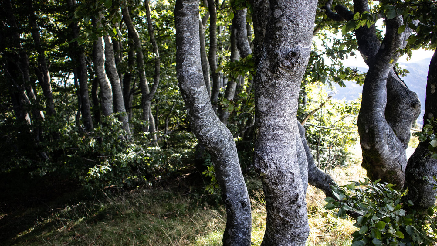 die Wanderung durchquert am Schauinsland neben den Tannen- auch Buchenwälder