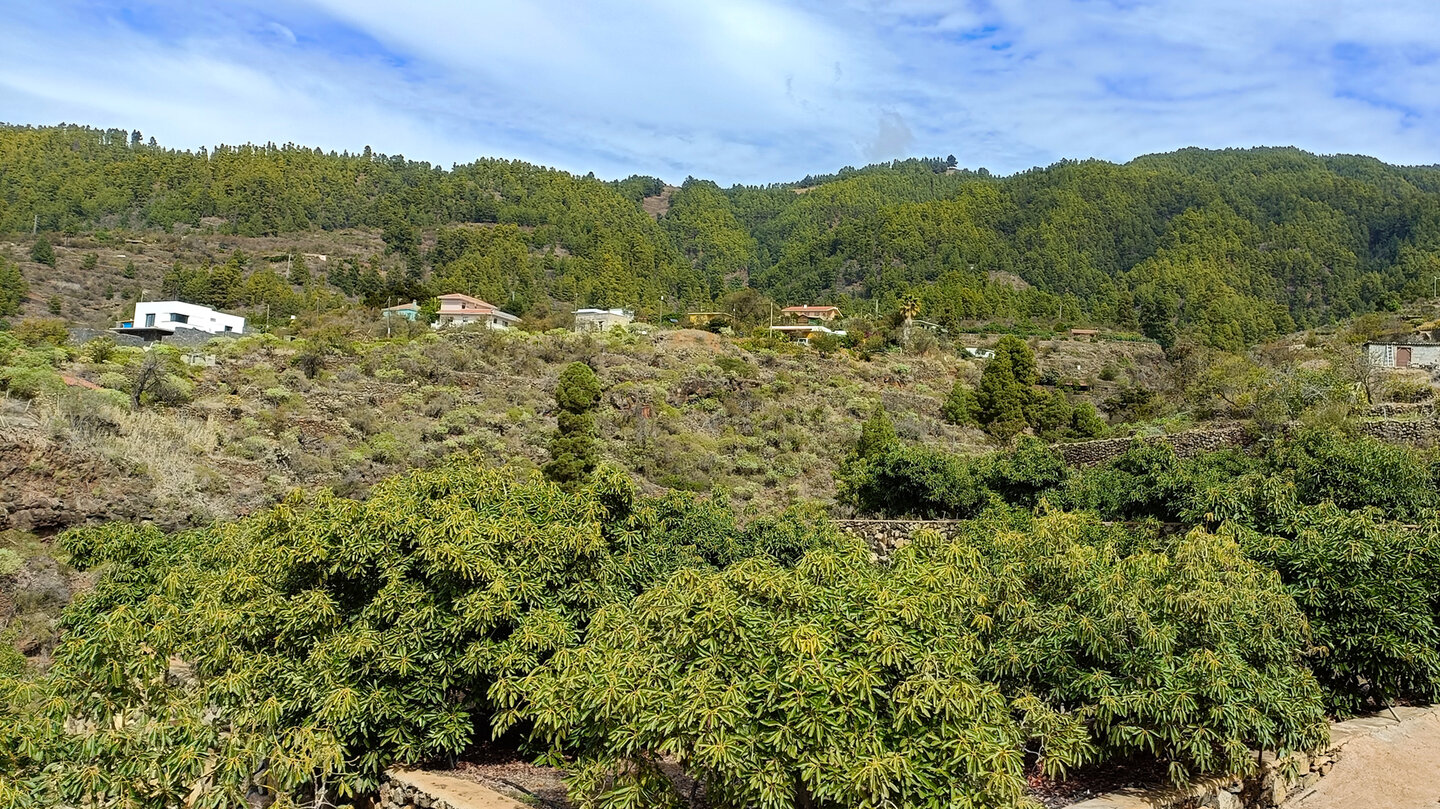 Kulturlandschaft und Kiefernwälder entlang der Westküste la Palmas