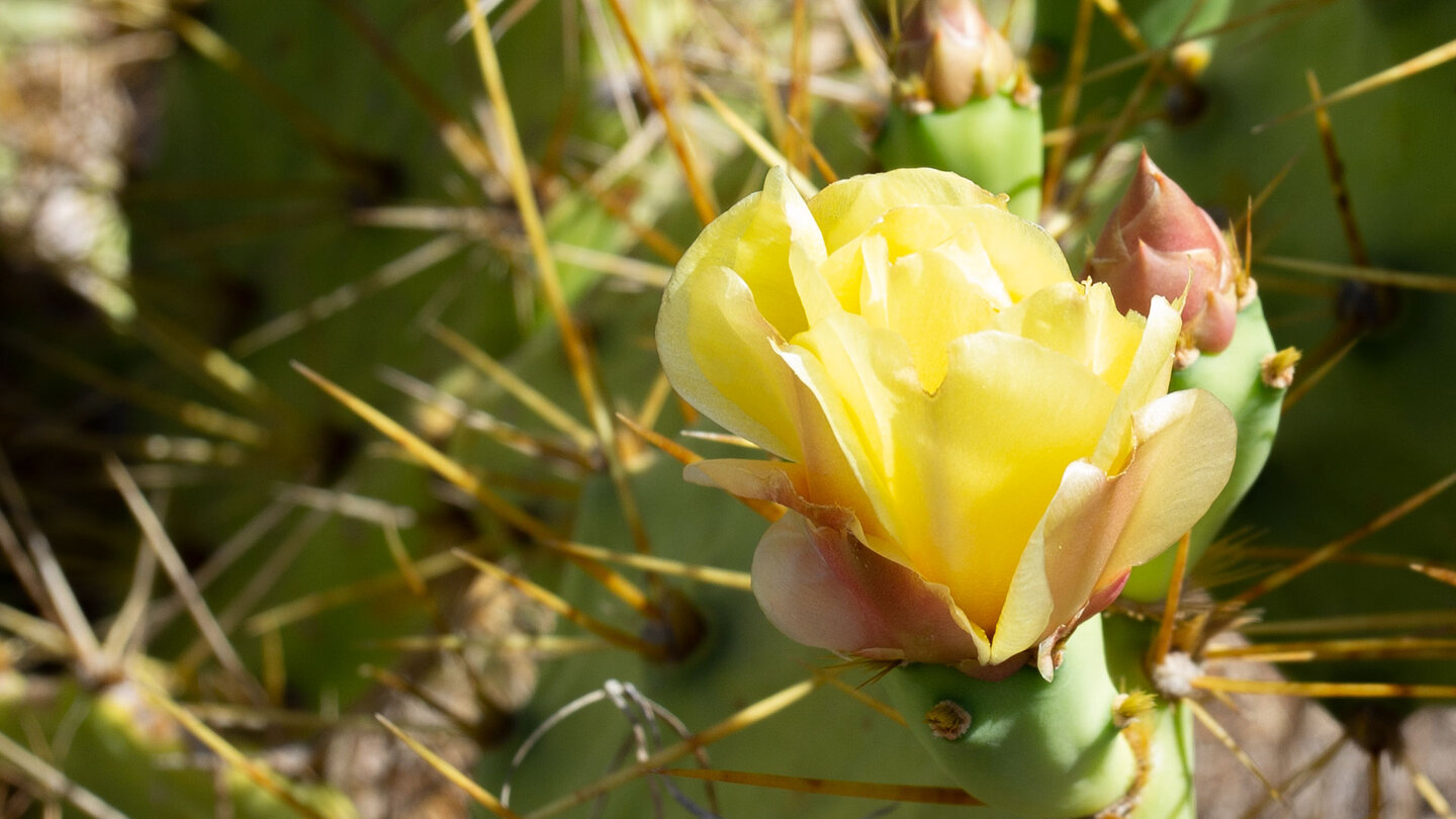 Blüte des Dillenius Feigenkaktus