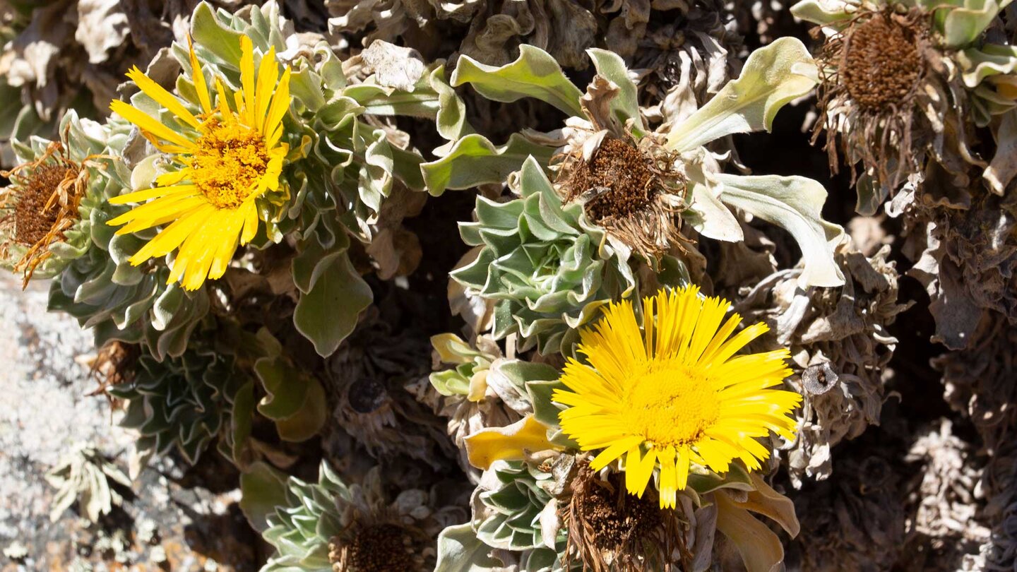 Kanarisches Sternauge (Asteriscus sericeus)