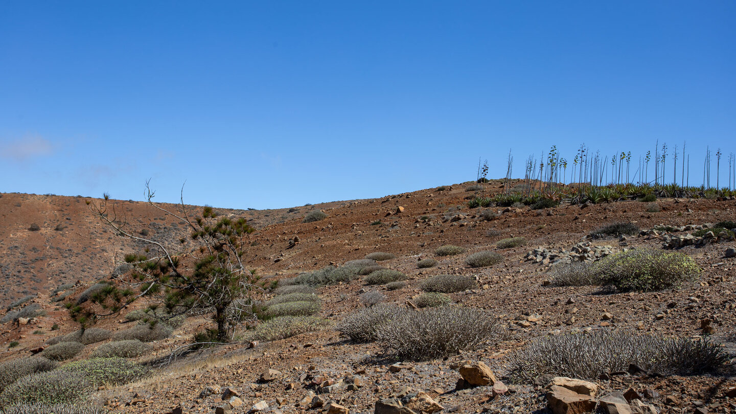 karge Vegetation in den Höhenlagen des Naturparks Betancuria