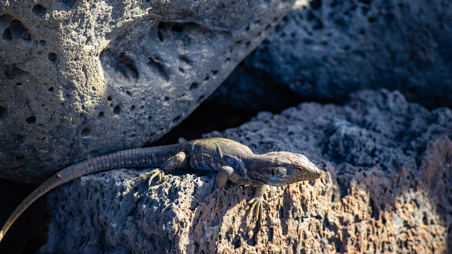 blau gefleckte Eidechse zwischen den Lavafelsen