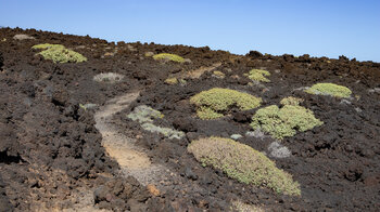 Wanderpfad zwischen Lava und Pflanzen