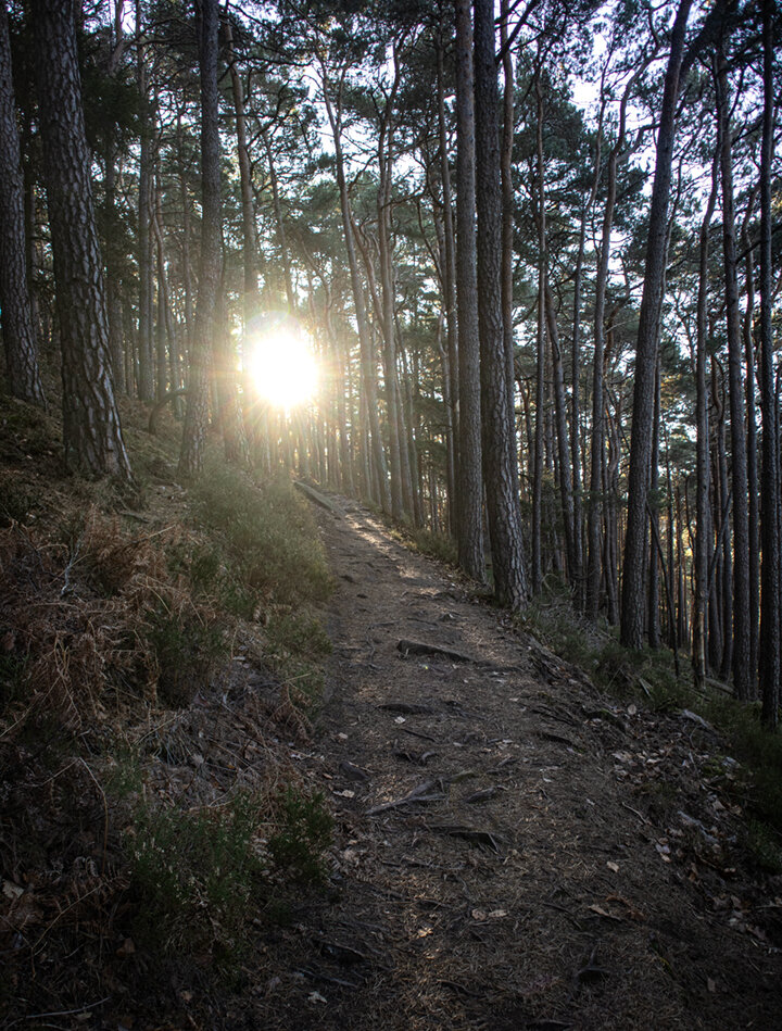 Sonne im Winterwald am Kalmit