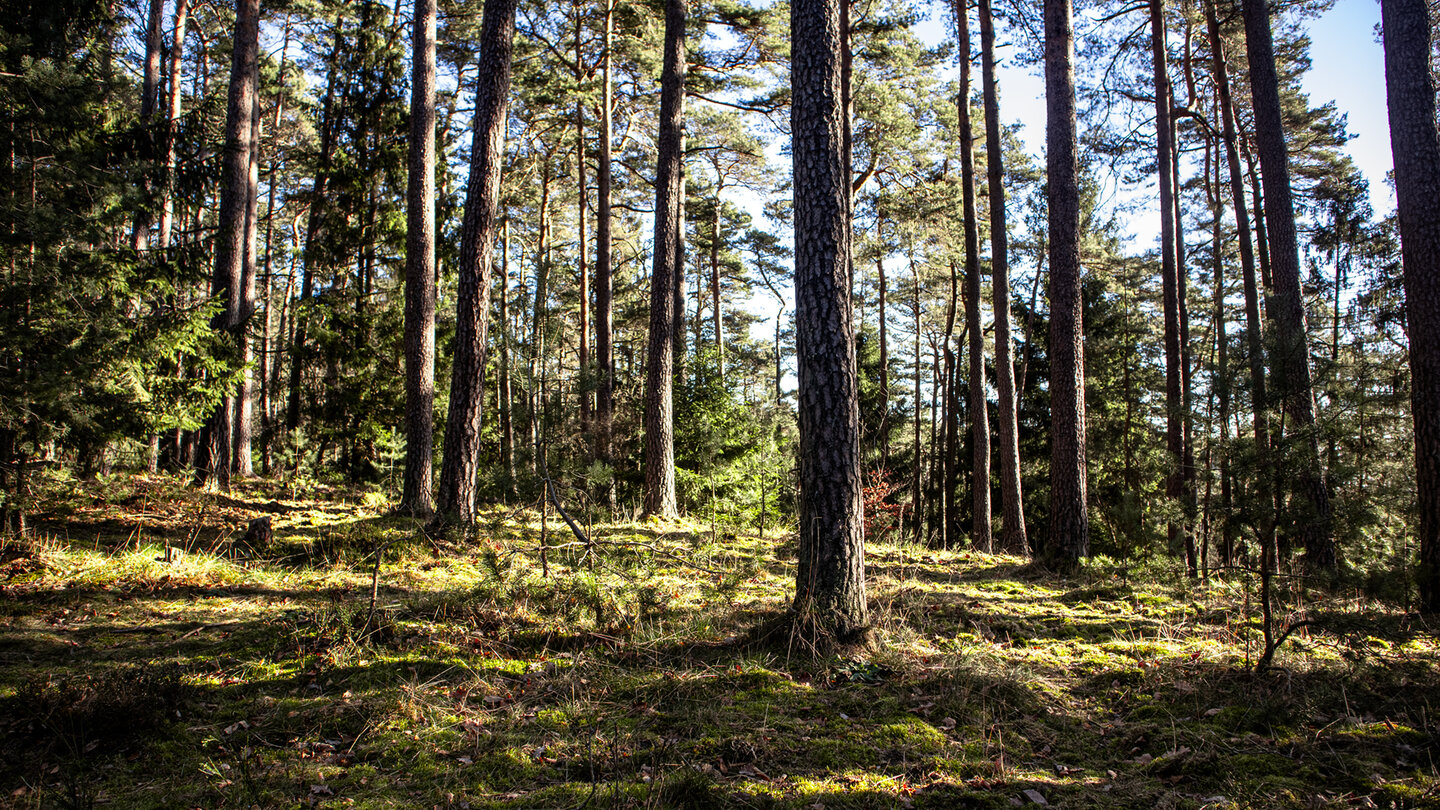 Waldgebiet auf der Route zur Kalmit
