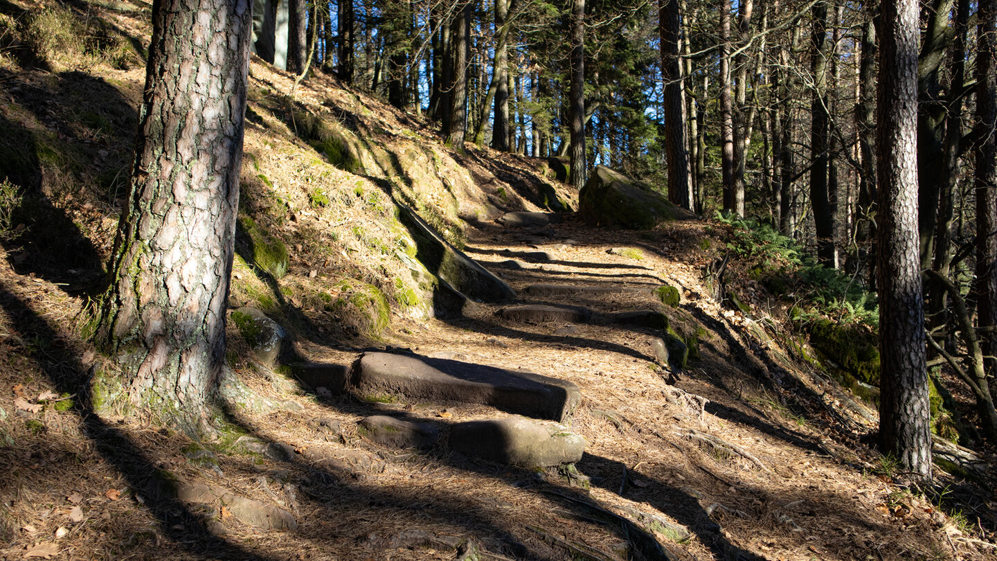 Wegabschnitt auf dem Pfälzer Weinsteig