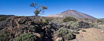 Wanderung durch die Hochgebirgsvegetation mit Blick auf den Teide