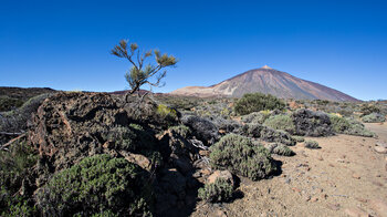 Wanderung durch die Hochgebirgsvegetation mit Blick auf den Teide