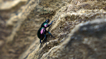 Frühlingsmistkäfer an Felssteinmauer