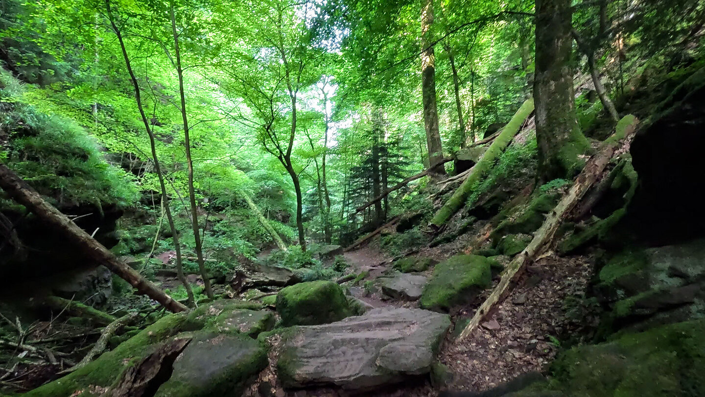 Pfad durch die Wolfsschlucht bei Zwingenberg Pfad durch die Wolfsschlucht bei Zwingenberg