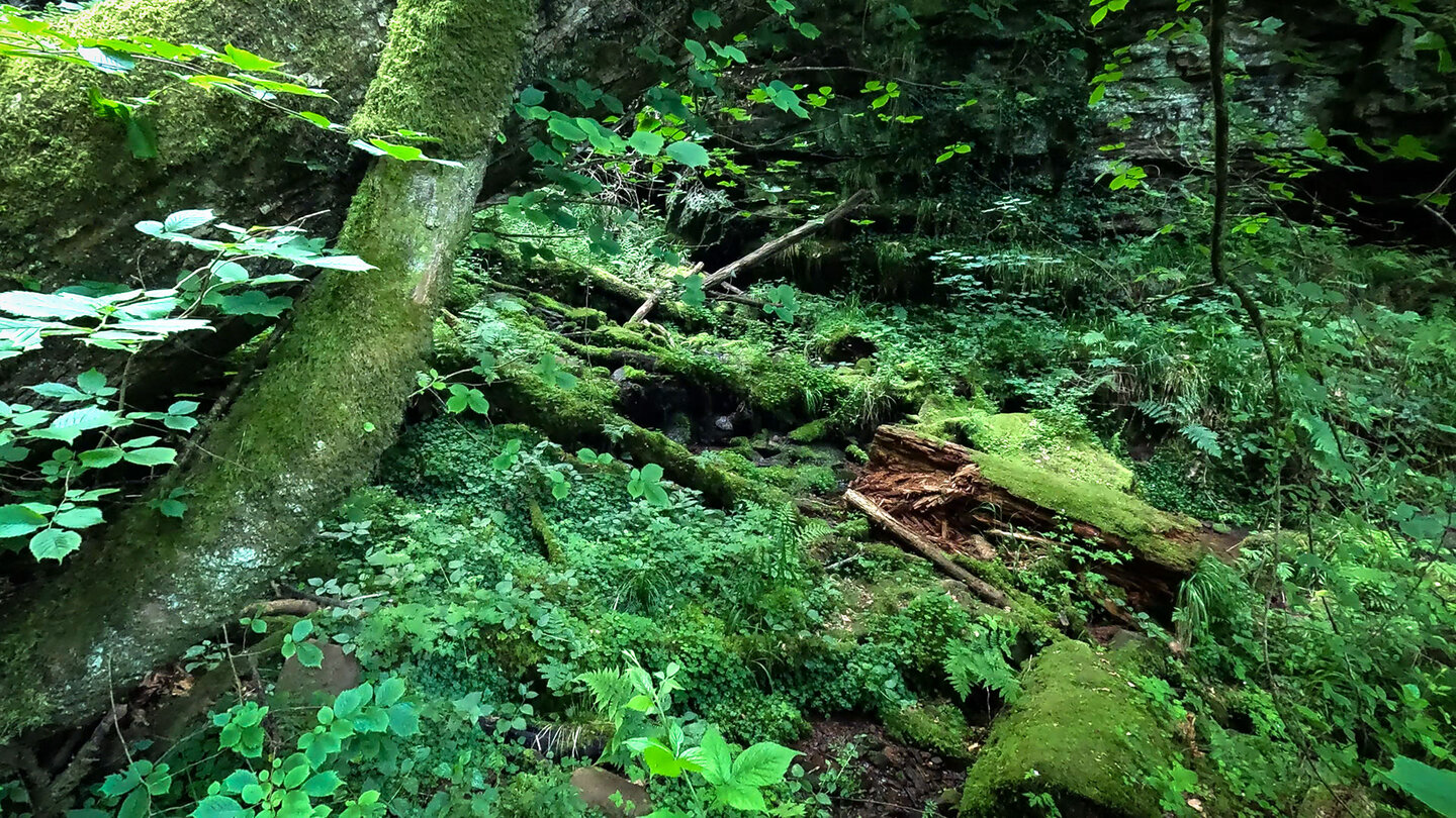 Das Grün am Pfad durch die Wolfsschlucht bei Zwingenberg Das Grün am Pfad durch die Wolfsschlucht bei Zwingenberg