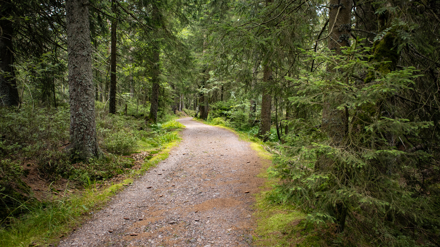 Wanderweg durch den Tannenwald am Hohloh