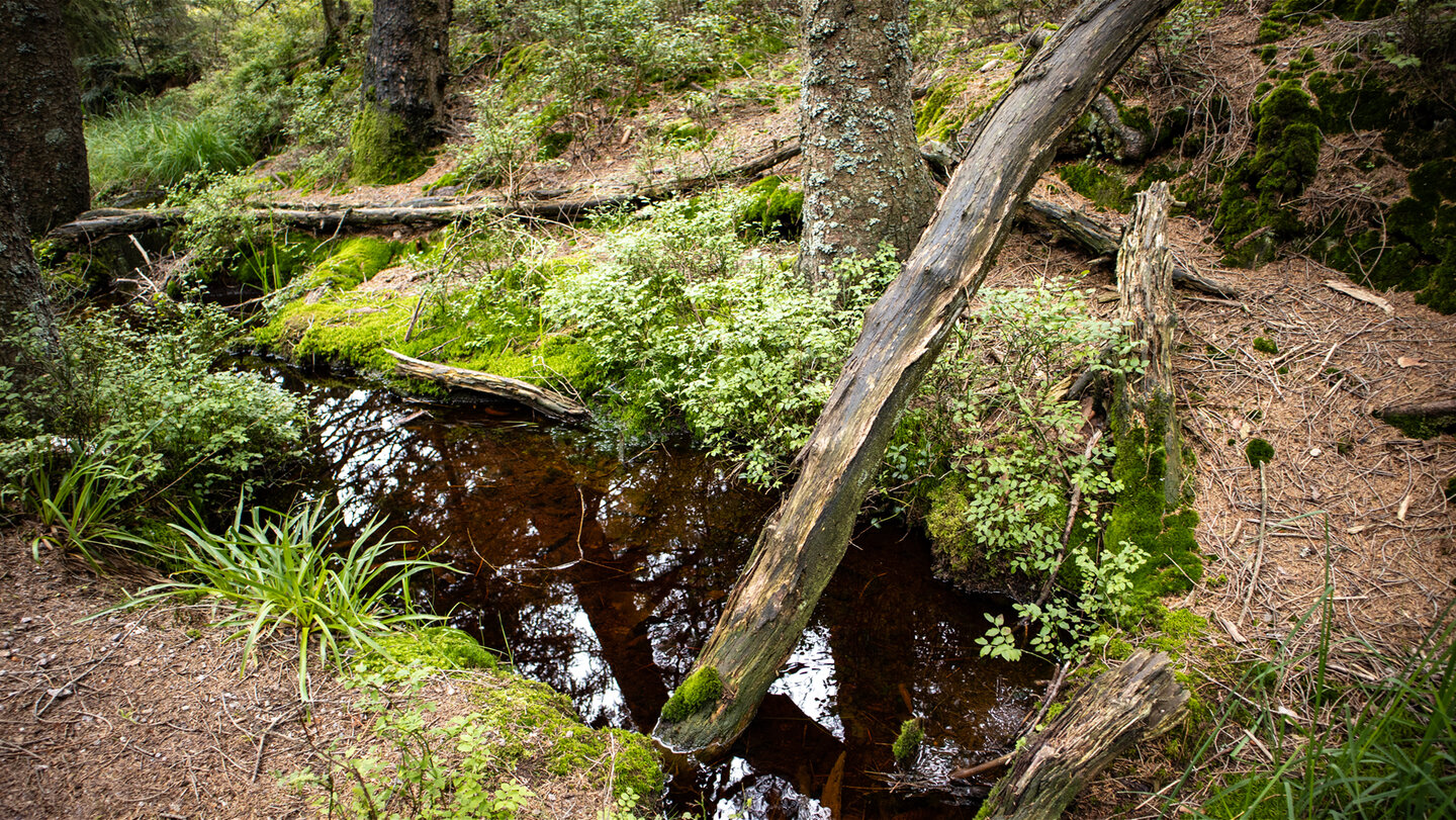 mooriger Bachlauf am Hohloh