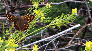 der braun-orange Schmetterling Kanaren-Waldbrettspiel