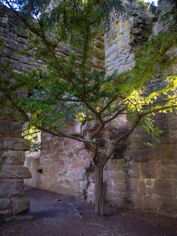 Baum mitten in der Burgruine Zavelstein