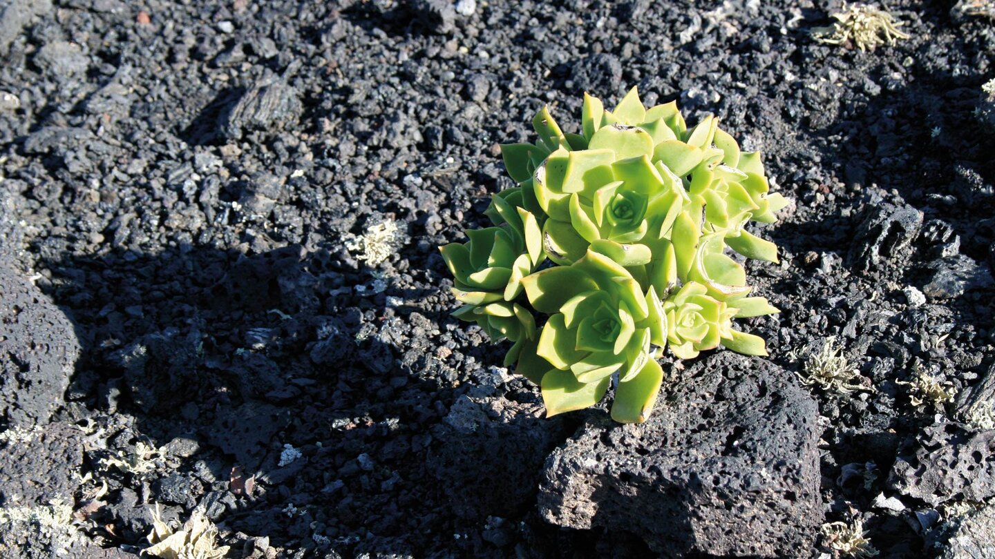 auf den Lavaböden im Parque Natural de los Volcanes auf Lanzarote gedeihen Pflanzen wie das Aeonium