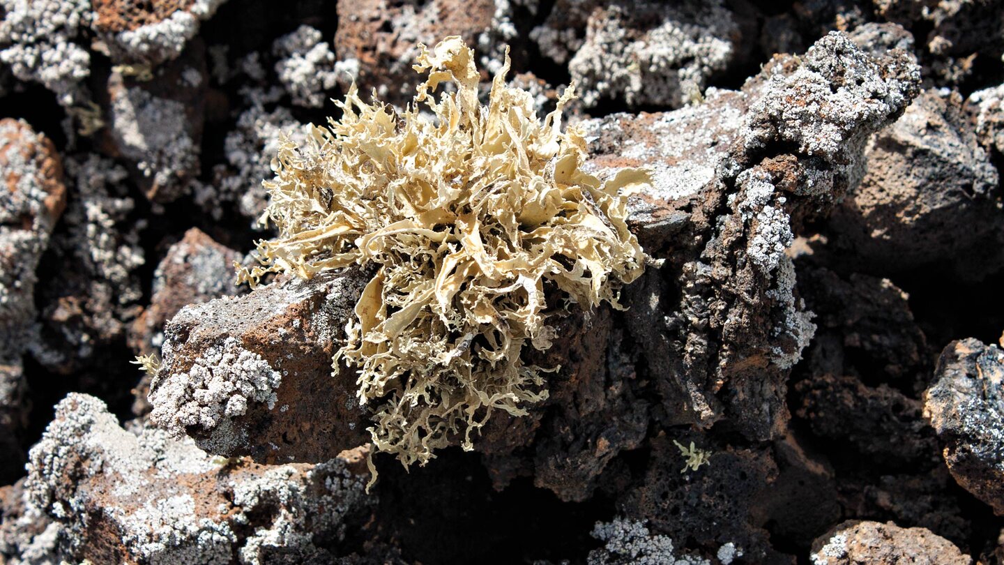 typische Flechte auf dem Vulkangestein im Parque Natural de los Volcanes in La Geria