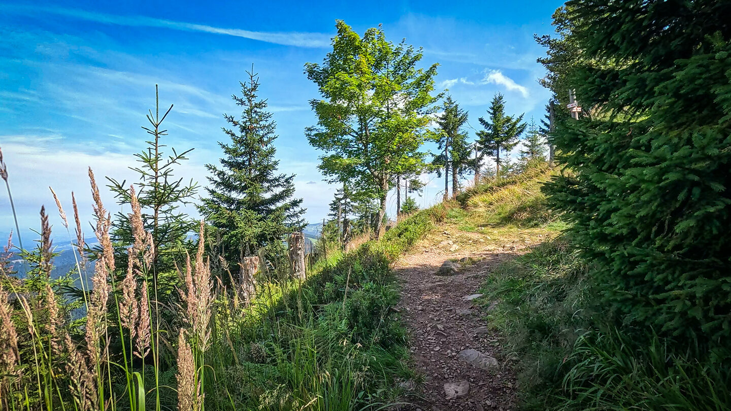 Wanderweg durch den Bannwald am Belchen
