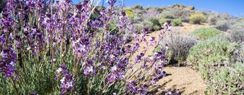 lila blühender Teide-Lack am Wanderweg 24