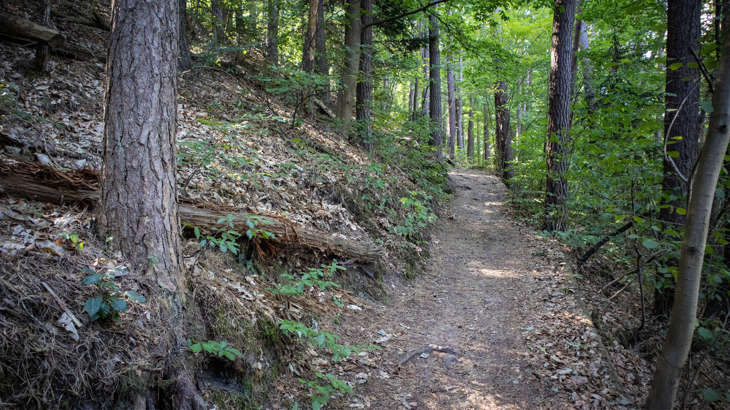 Waldpfad am Hang des Hahnbergs bei Erfweiler
