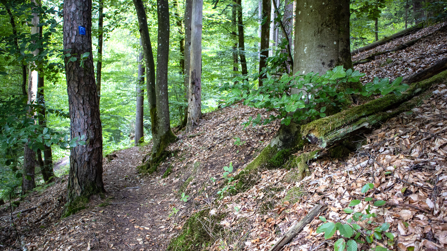 Waldpfad am Hang – der Dickkopfpfad führt Richtung Erfweiler Wasserfall