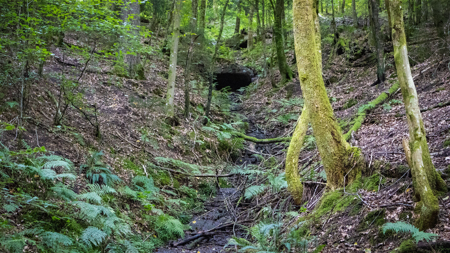 Der Waldbach am Erfweiler Wasserfall – Felsrinne zwischen Farnen und moosigen Bäumen