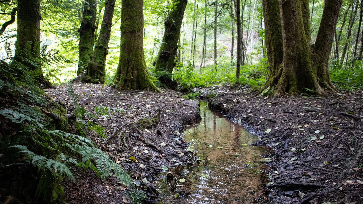 Der Eibach schlängelt sich durch moosbedeckten Wald nahe der Quelle