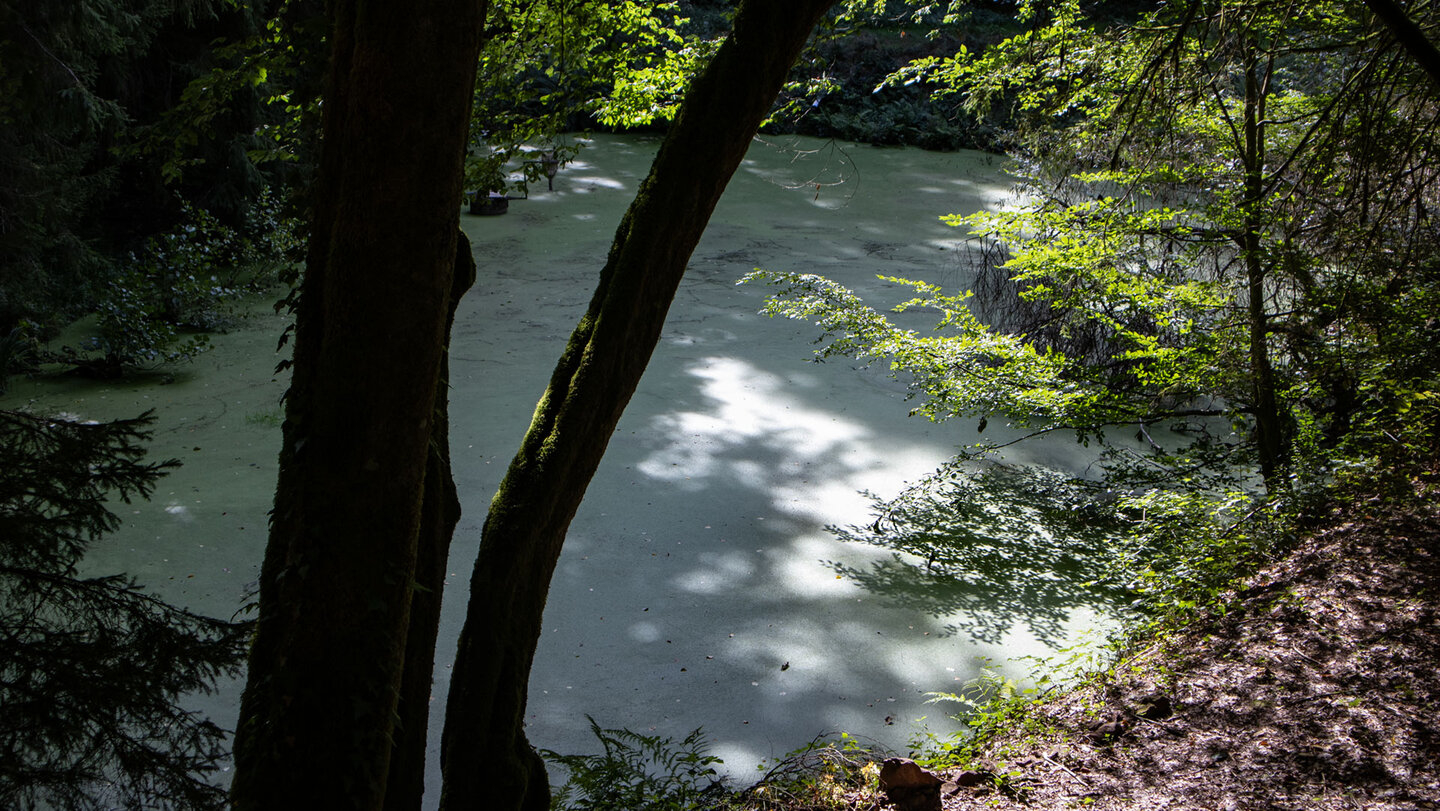 Grüner Algenteppich auf einem stillen Weiher am Weg zur Köhlerhütte